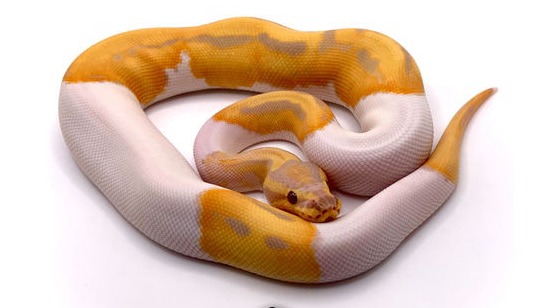 Visual representation of animal only