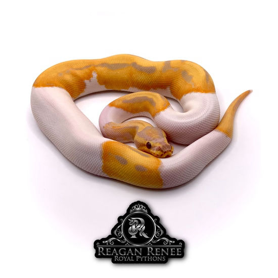 Visual representation of an animal