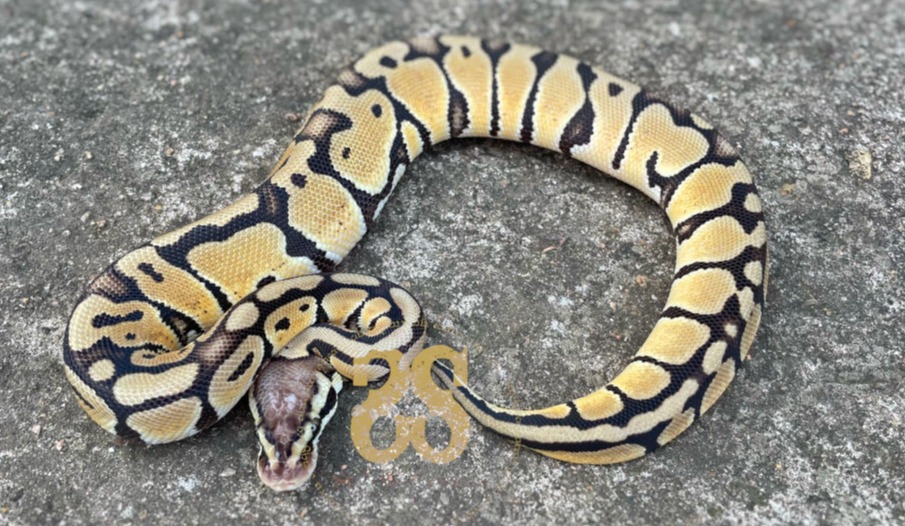 Visual representation of animal only