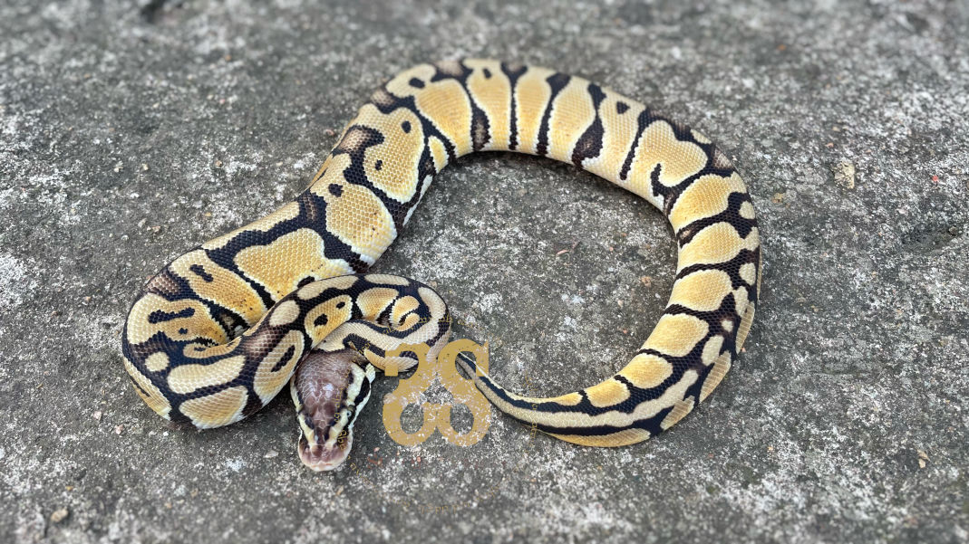 Visual representation of animal only