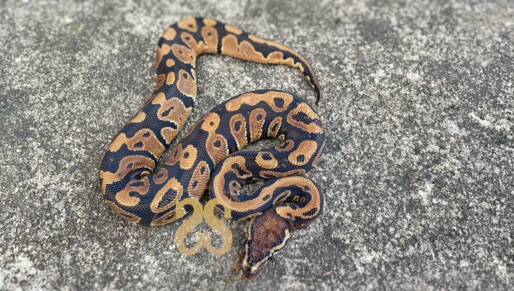 Visual representation of animal only