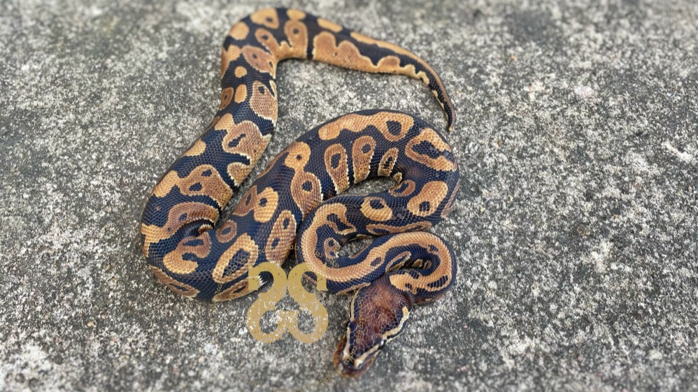 Visual representation of an animal