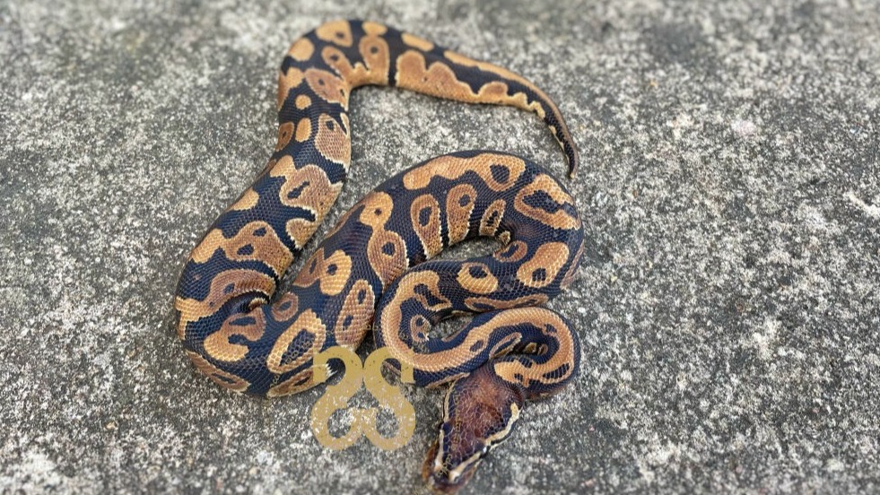 Visual representation of animal only