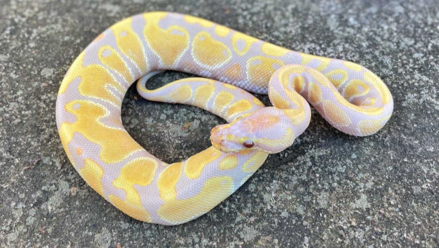 Visual representation of an animal