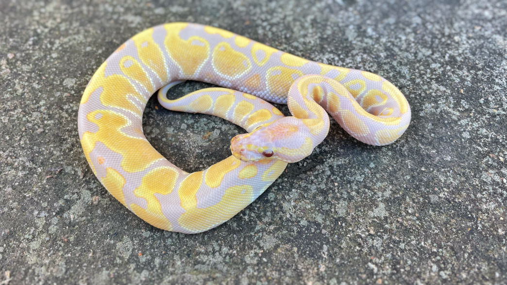 Visual representation of animal only