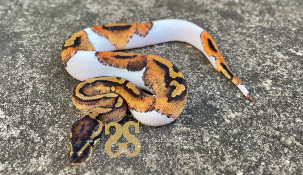 Visual representation of an animal