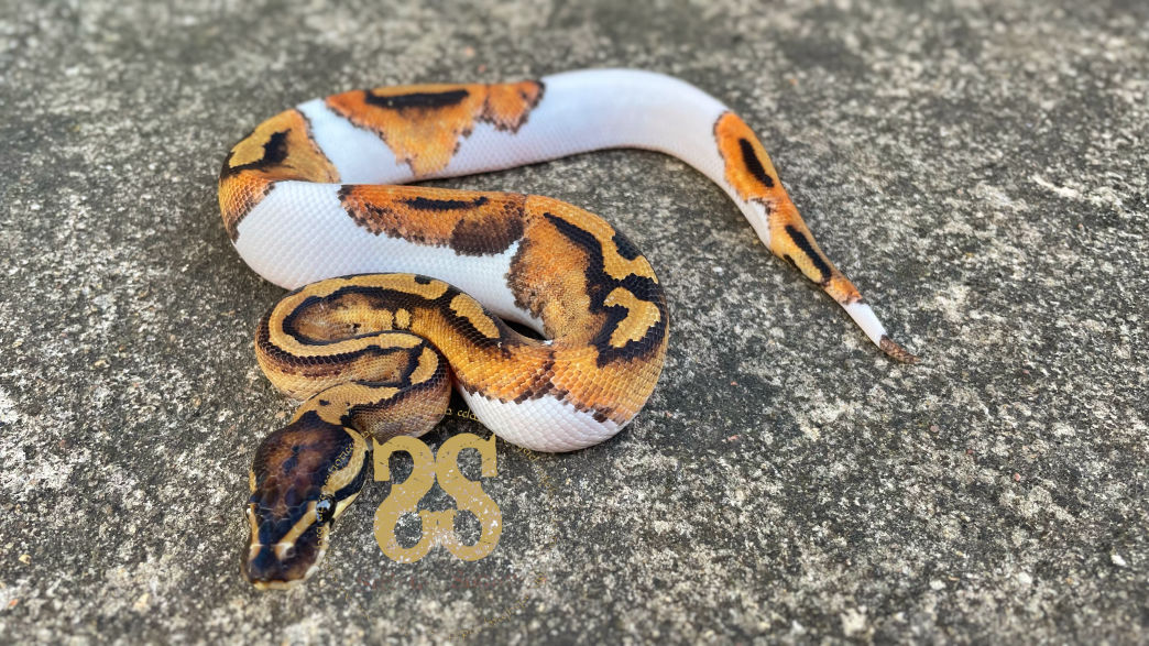 Visual representation of animal only